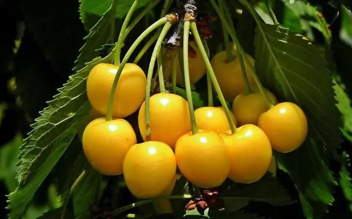 yellow cherry