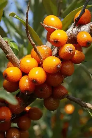 Teh buckthorn laut - ramuan kesehatan dan umur panjang