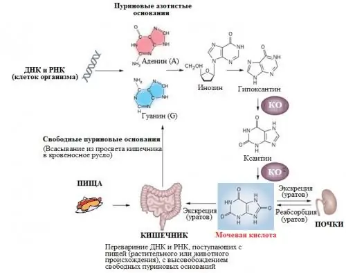 Cov zaub mov uas tshem cov uric acid ntawm lub cev: daim ntawv teev npe, zaub mov txawv thiab cov lus qhia ua noj