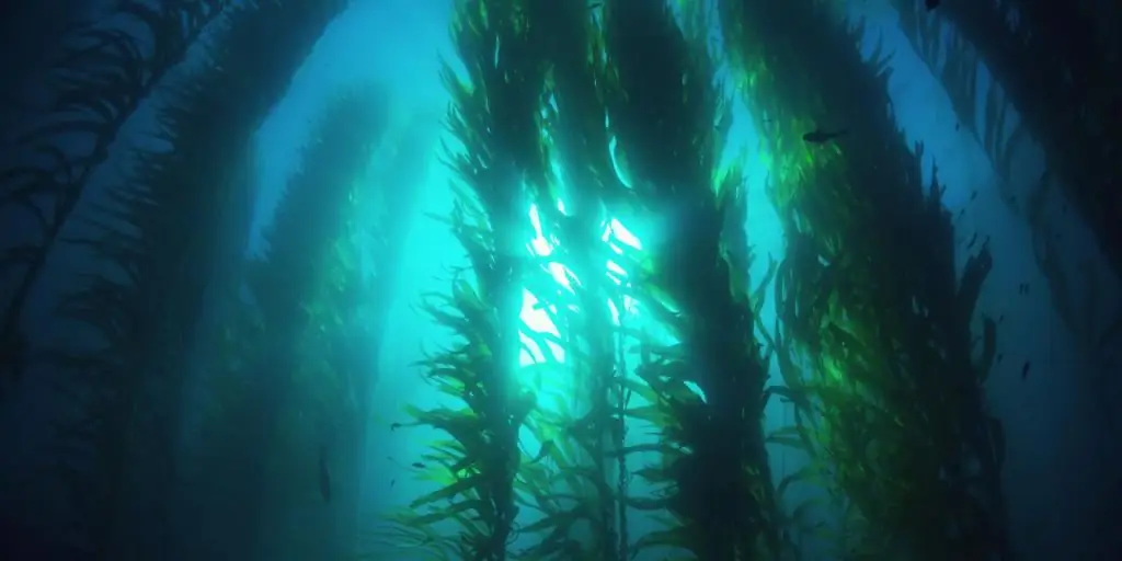 algae underwater