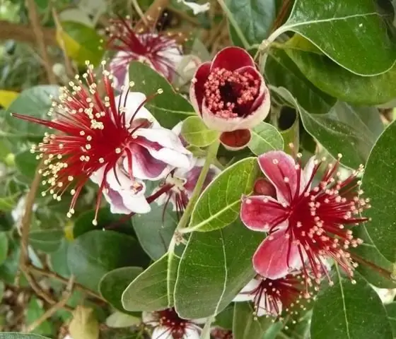 Bagaimana feijoa berguna dan untuk penyakit apa? Buah Feijoa: sifat berguna, kontraindikasi, gambar dan resipi. Jem Feijoa: sifat berguna