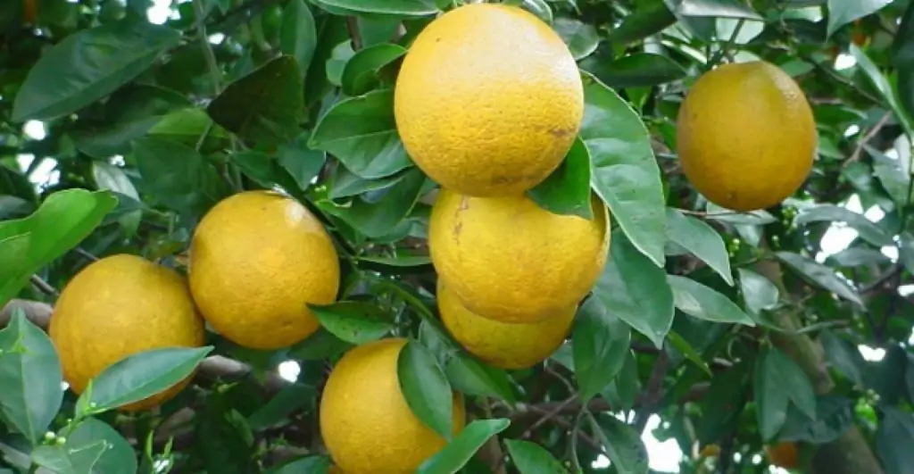 how do grapefruits grow