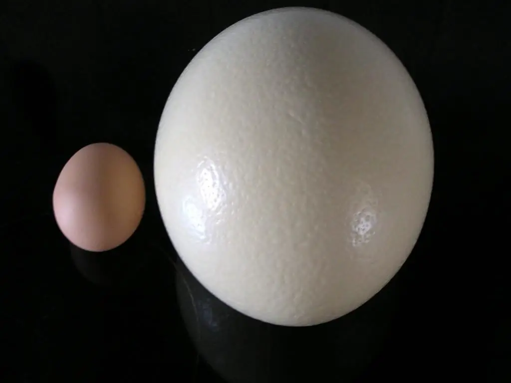 Ostrich egg: timbang, laki, paghahambing sa isang itlog ng manok, mga opsyon sa pagluluto