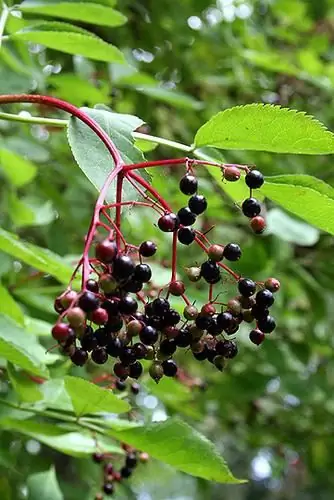 Kompot od ptičje trešnje - ukusno obogaćeno piće