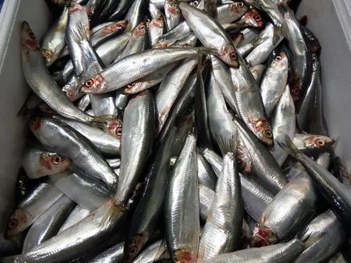 ქაშაყი sprats