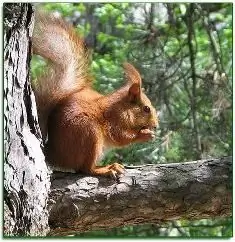 männipähklite kasu ja kahju