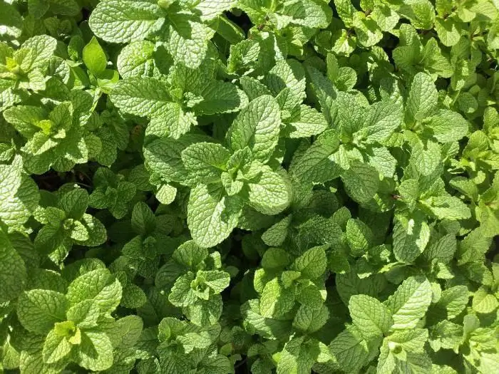 Cómo mantener la menta fresca para el invierno. Métodos para cosechar y almacenar menta