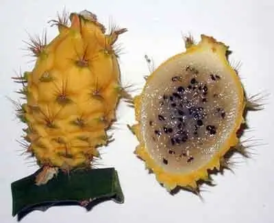 larawan ng prutas na pitahaya