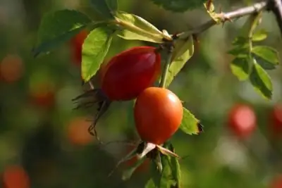 Rosehip tea: benefits and harms. How to brew rosehip tea?