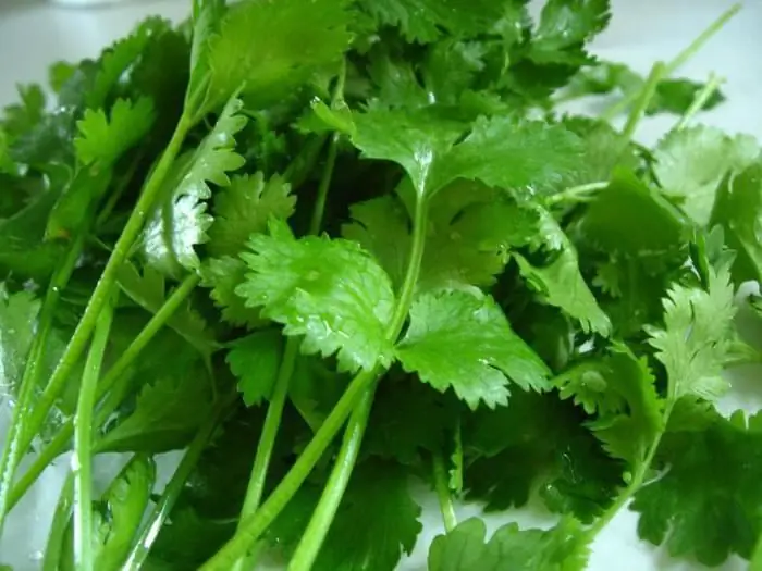 Përfitimet e cilantros. Cilantro: përfitimet dhe dëmet shëndetësore