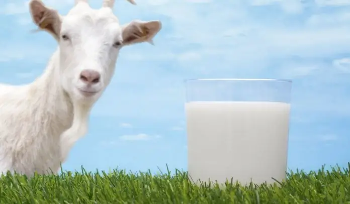 Goat milk for pancreatitis: vitamins, minerals and nutrients in milk, the pros and cons of drinking, its effect on the body and doctor's advice